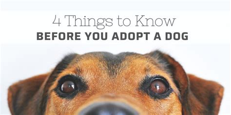 4 Things To Know Before You Adopt A Dog Mumsclub