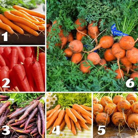 How To Grow Carrots In A Raised Bed Bed Gardening