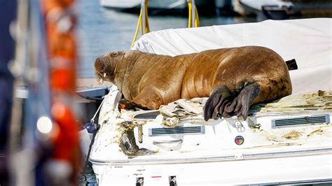 A 1300 Pound Walrus Could Be Killed If She Endangers The Public The