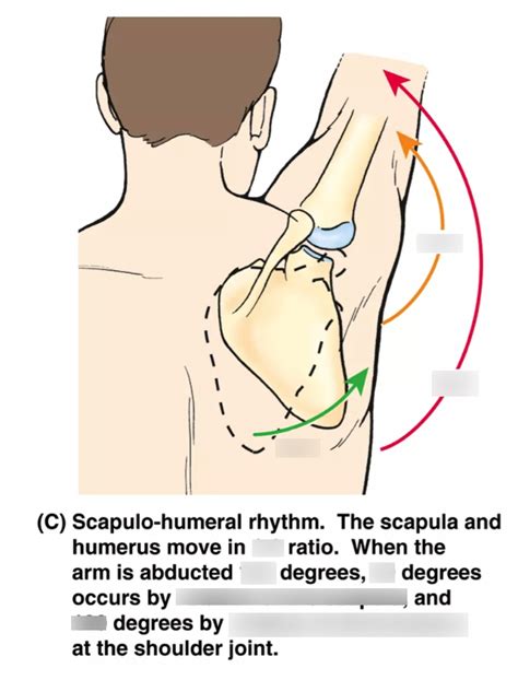 Week Shoulder Anatomy And Scapulohumeral Rhythm Diagram Quizlet