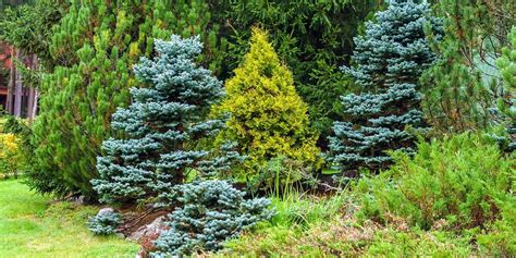 Download Evergreen Trees Pictures 1200 X 600