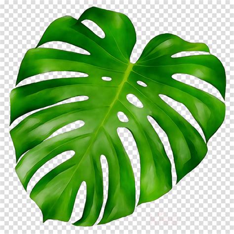 Green Leaf Background Clipart Leaf Green Plant Transparent Clip Art