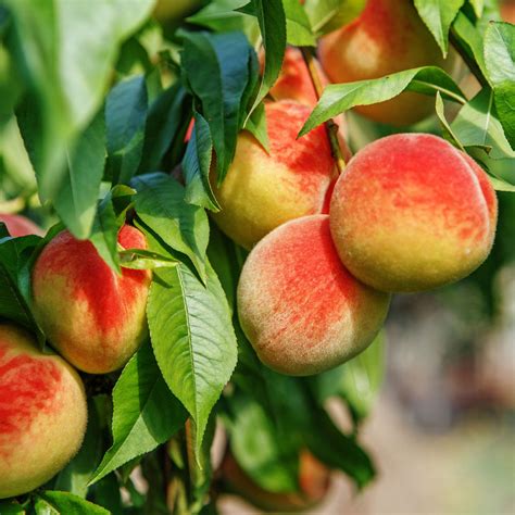 Red Haven Peach Tree For Sale Prunus Persica Redhaven Plantingtree