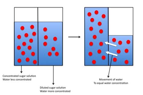 The net movement of solvent molecules, usually water, from a region of lower solute concentration to a region of higher solute concentration through a partially permeable membrane. Osmosis - CELLS