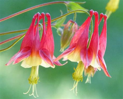 The foliage is eaten by zephyr and other butterfly larvae. How to Feed a Hummingbird Part II: Flowers & Nectar | Feed ...