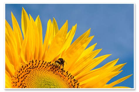 Sunflower Against Blue Sky Print By Edith Albuschat Posterlounge