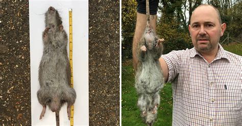 Uks Biggest Ever Rat Has Just Been Caught In Someones Garden
