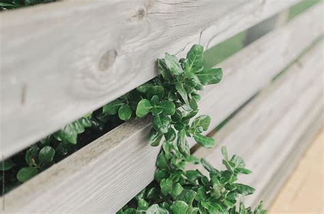 Plant Growing Through Wooden Fence By Stocksy Contributor Dominique