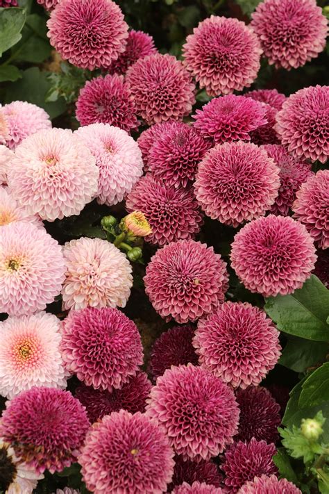 10 Easy To Grow Summer Flowers For Your Garden And Home Summer