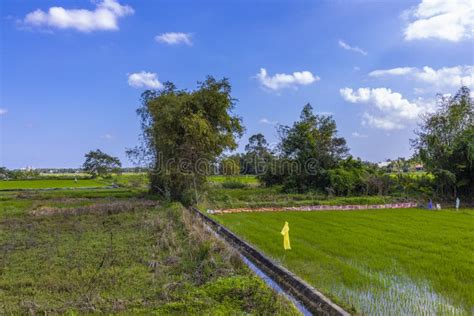Green Rice Field In Asia Stock Image Image Of Grass 173210105
