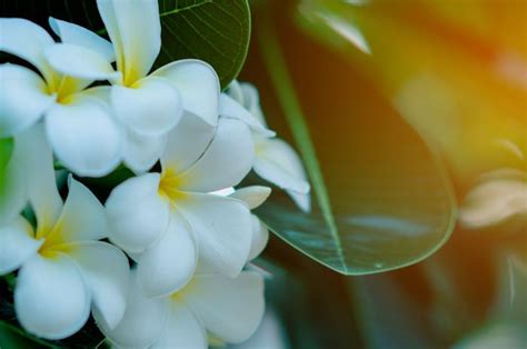 Banyak Ditemukan Di Pulau Dewata Ini 5 Fakta Unik Bunga Kamboja Yang