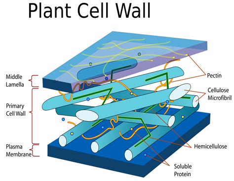 Plant cells usually have one or more large vacuole(s), while animal cells have smaller vacuoles, if any are present. Plant cell wall diagram - /plants/diagrams/Plant_cell_wall ...