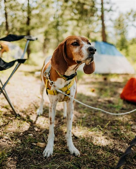 Redtick Coonhound In Utah Dog Adventure Treeing Walker Coonhound