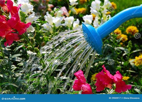 Watering Flowers Royalty Free Stock Photography Image 2900917