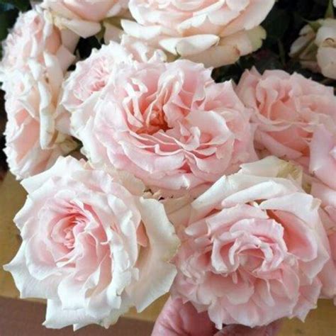 Alexandra Farms Expands Its Assortment With These Astounding Roses
