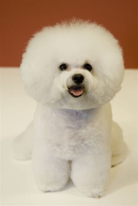 Bichon Frisé Is Smiling On The Camera Pet Paw