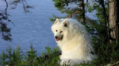 Make your screen stand out with the latest dog 1080 wallpapers! Samoyed Dog 1920 x 1080 HDTV 1080p Wallpaper