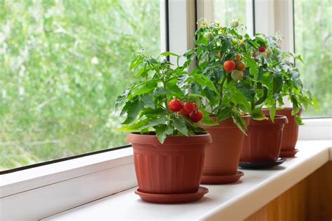 Everything You Need To Know About Growing Cherry Tomatoes In Pots