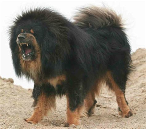 Fierce Dog Breed The Tibetan Mastiff — Steemit