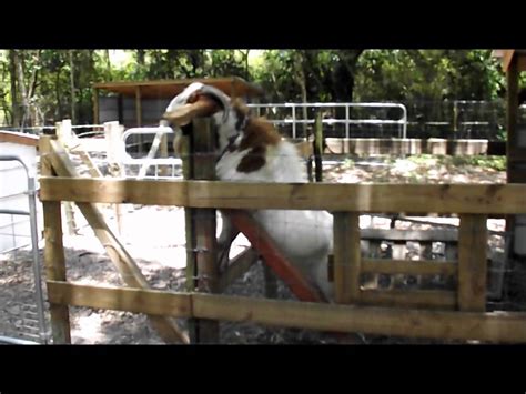 Horny Goat Youtube