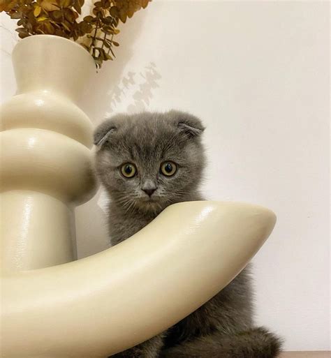 Beautiful Scottish Fold Kittens Available