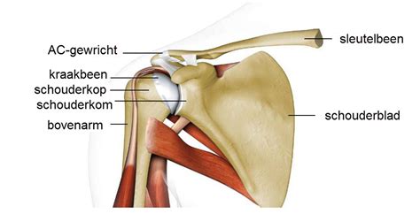 Anatomie Van De Borst Slingeland Ziekenhuis Porn Sex Picture