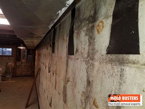 Because mold eats or digests what it is growing. Basement Mold Removal | How to Remove Mold from Basements