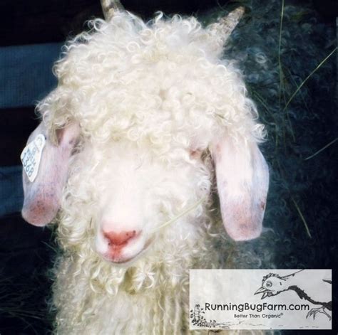 1 Ounce White Mohair Yearling Angora Goat Wool By Runningbugfarm