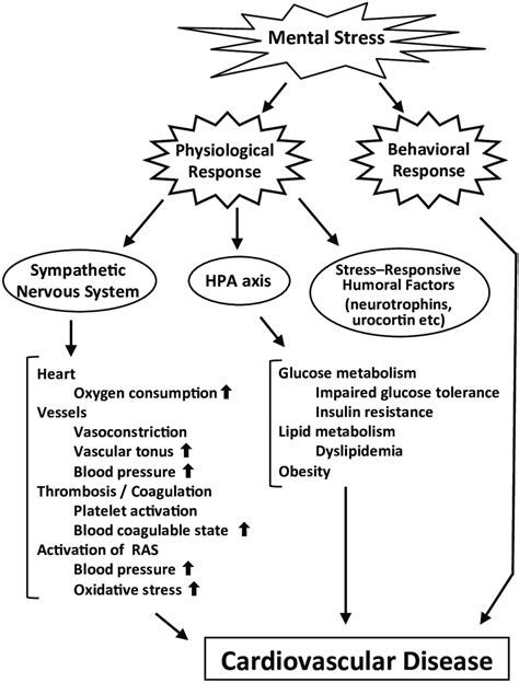 Mechanisms Underlying The Exacerbation Of Cardiovascular Disease Due