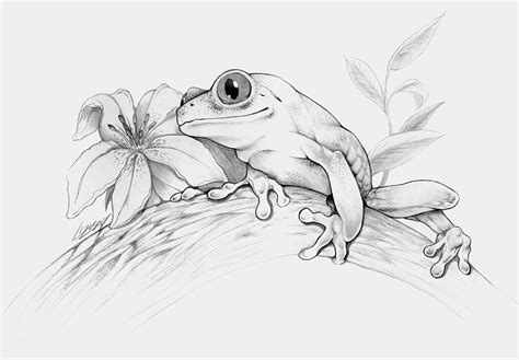 Frog Sketch Animal Drawings Animal Sketches