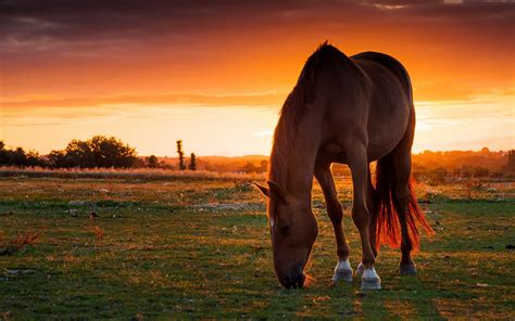 Horse Sunset Wallpapers Hd Desktop And Mobile Backgrounds