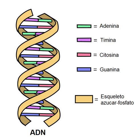 El Adn Como Estructura Involucrada En La Reproducción Celular