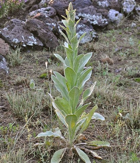 Common Mullein Stunning Photos Of The Flannel Leaf Plant Live Science