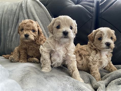 Miniature Poodle Puppies For Sale | Miami, FL #320242
