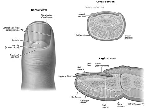 Nail Anatomy Anatomy Fingernail Nailbed Eponychium Grepmed