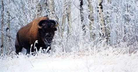 Bison On Track To Return To Banff National Park Huffpost Canada