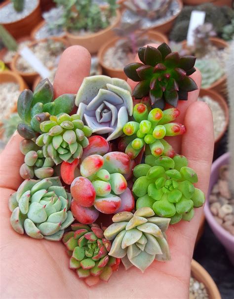Succulent Cuttings Care Everything You Need To Know Succulent Source