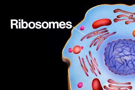 What is an animal cell. Cell City: Ribosomes - Brick factory