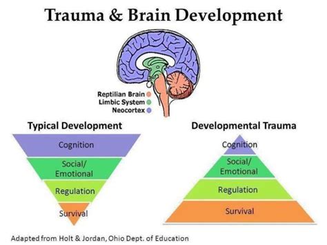Trauma And Brain Development In Children Scope Consultancy