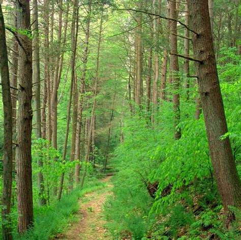 Fileweiser State Forest Walking Path Wikipedia