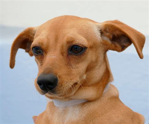 Pet Of The Week Friendly Chihuahua Mix Needs Home Daily Breeze