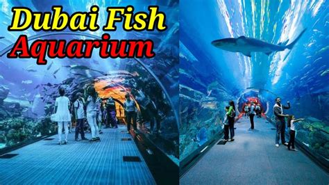 Explore Dubai With Sultanpur Today Dubai Fish Aquarium Dubai Ka