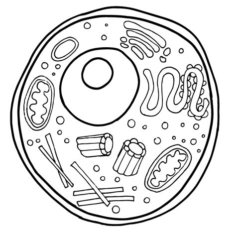 Free Animal Cell Cliparts Download Free Animal Cell Cliparts Png