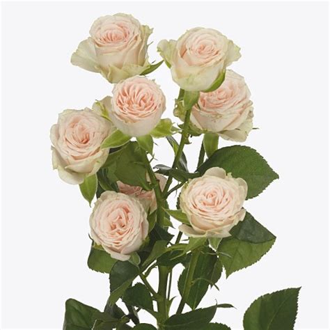 Rose Spray Roslin Cm Wholesale Dutch Flowers Florist Supplies Uk