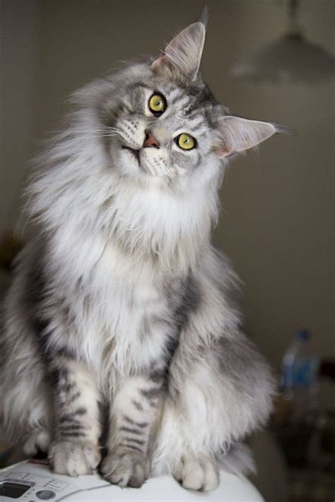 Goliath The Maine Coon Cute Kittens Beautiful Kittens Pretty Cats