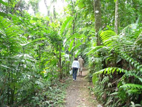 Saint Lucia Rainforest Nature Walk Getyourguide