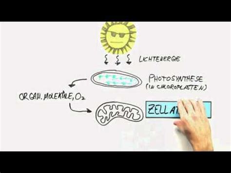 Atp is such an energy carrier and storage molecule. Die Energiewährung ATP | Biologie | Cytologie - YouTube