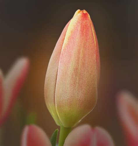 Closed Flower Bud Blossom Tulip Close Up Freshness Free Image