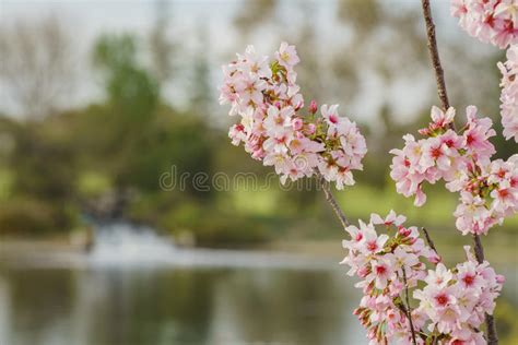 The cherry blossom season in japan generally takes place between the last week of march & the first how do you say cherry blossom in japanese? Beautiful Cherry Blossom At Lake Balboa Stock Photo - Image of seasonal, adventure: 88610134
