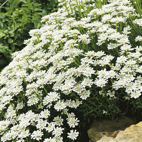 9 видео 28 просмотров обновлен 6 июл. Candytuft Iberis sempervirens Seeds from Mr Fothergill's ...